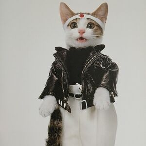 Book Land of the Rising Cat: Japan's Feline Fascination Softcover Cats Gifts 🎁